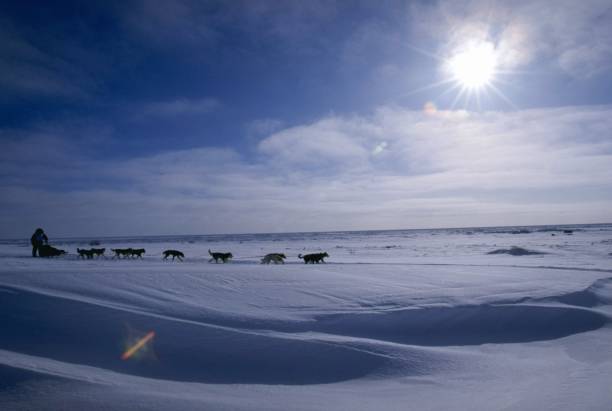 Vern Halter mushes his dogs during the Iditarod Trail Race in Alaska. Mandatory Credit: Ezra O. Shaw /Allsport