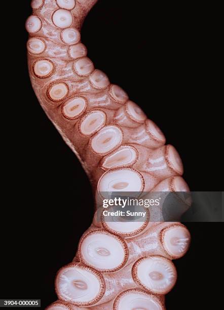 octopus tentacle - pulpo fotografías e imágenes de stock