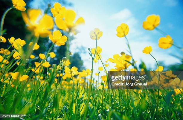 buttercup flowers in meadow - buttercup stock-fotos und bilder