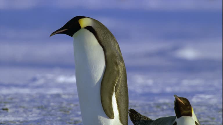 Penguin Mating Rituals Emperor Penguins Mating