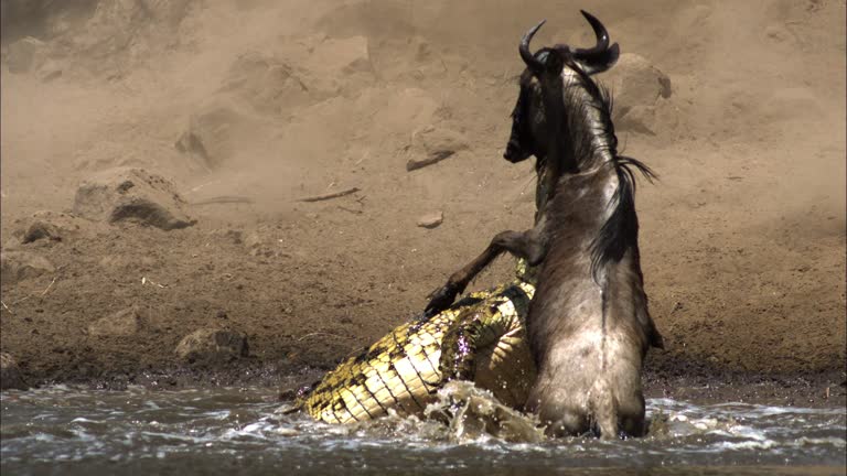 Animals Attacking Videos and HD Footage - Getty Images Animals Attacking Videos and HD Footage - Getty Images