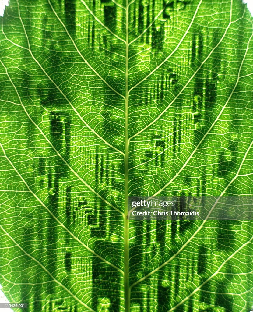 Circuit board superimposed over leaf (multiple exposure)