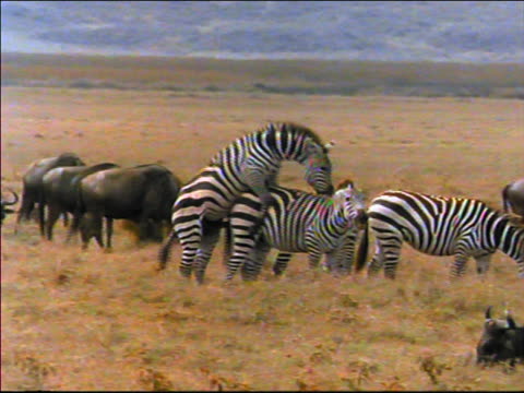 27 Mating Zebra Videos and HD Footage - Getty Images