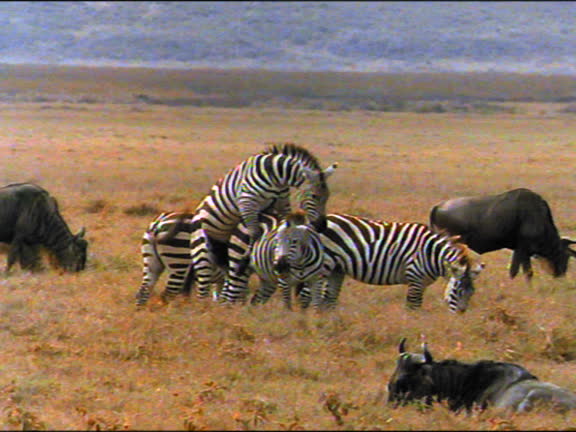 27 Mating Zebra Videos and HD Footage - Getty Images 27 Mating Zebra Videos and HD Footage - Getty Images
