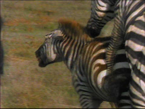 27 Mating Zebra Videos and HD Footage - Getty Images
