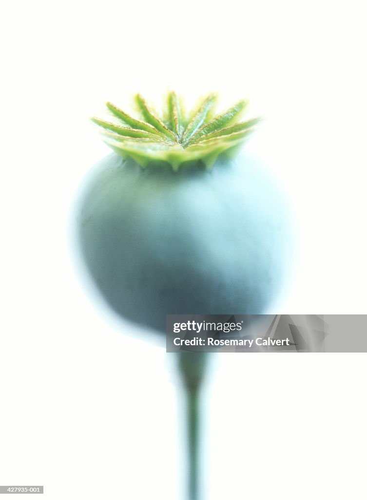 Opium poppy seed head (Papaver somniferum), close-up