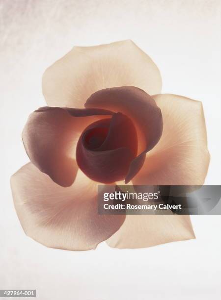 pink rose (rosa sp.), close-up - rose petals stock-fotos und bilder
