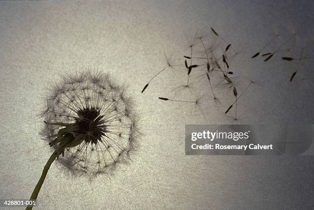 dandelion (taraxacum officinale) blowing in wind (grainy) - paardebloemzaad stockfoto's en -beelden