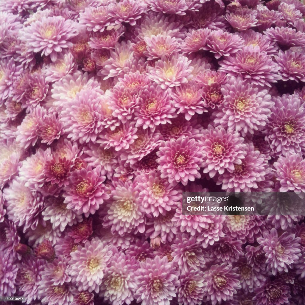Pink aster flowers