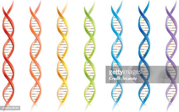 dna segments - molecular structure isolated stock illustrations