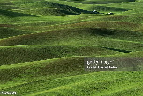 pea field, palouse county, washington, usa - peas stock pictures, royalty-free photos & images