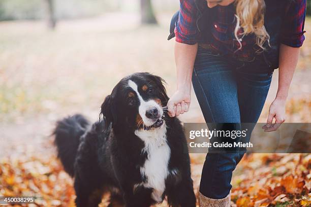 woman and her dog outdoor. - bernese mountain dog stock-fotos und bilder