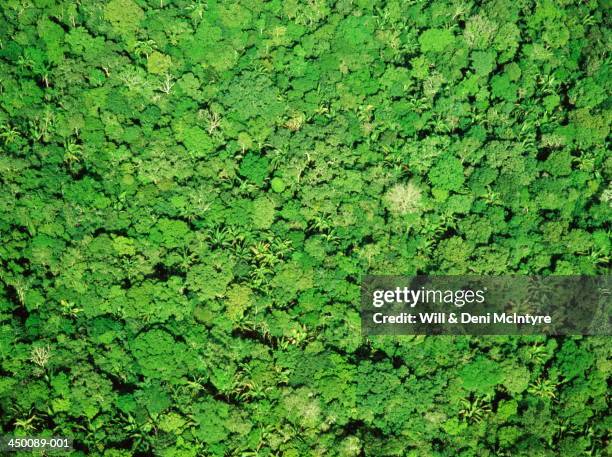 full frame aerial view over forest canopy of the amazon jungle - foret amazonienne photos et images de collection