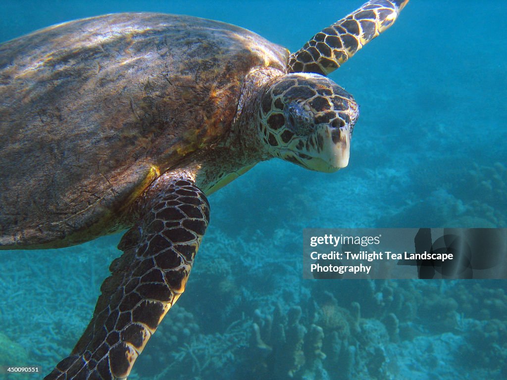 Snorkeling at Madagascar