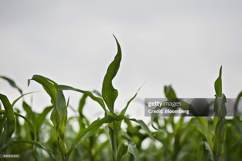 U.S. Soy, Corn Reserves Seen Below USDA Forecast