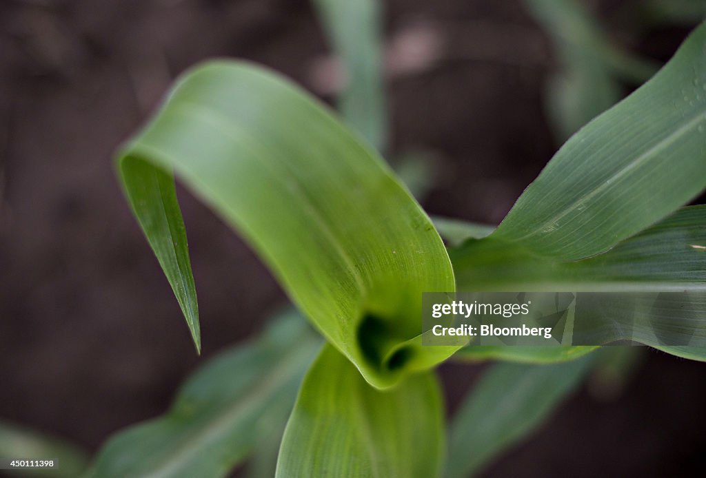 U.S. Soy, Corn Reserves Seen Below USDA Forecast