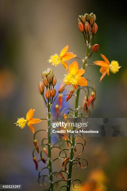 two blossoming inflorescences of bulbine plant - bulbine stock pictures, royalty-free photos & images