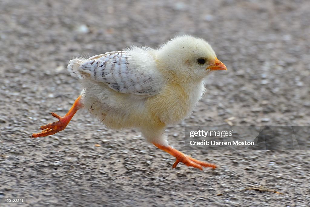 Baby Chicken running