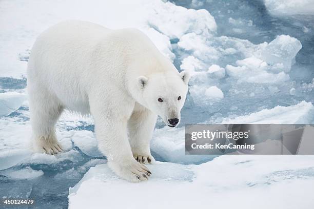 polar bear on pack ice - polar bear stockfoto's en -beelden