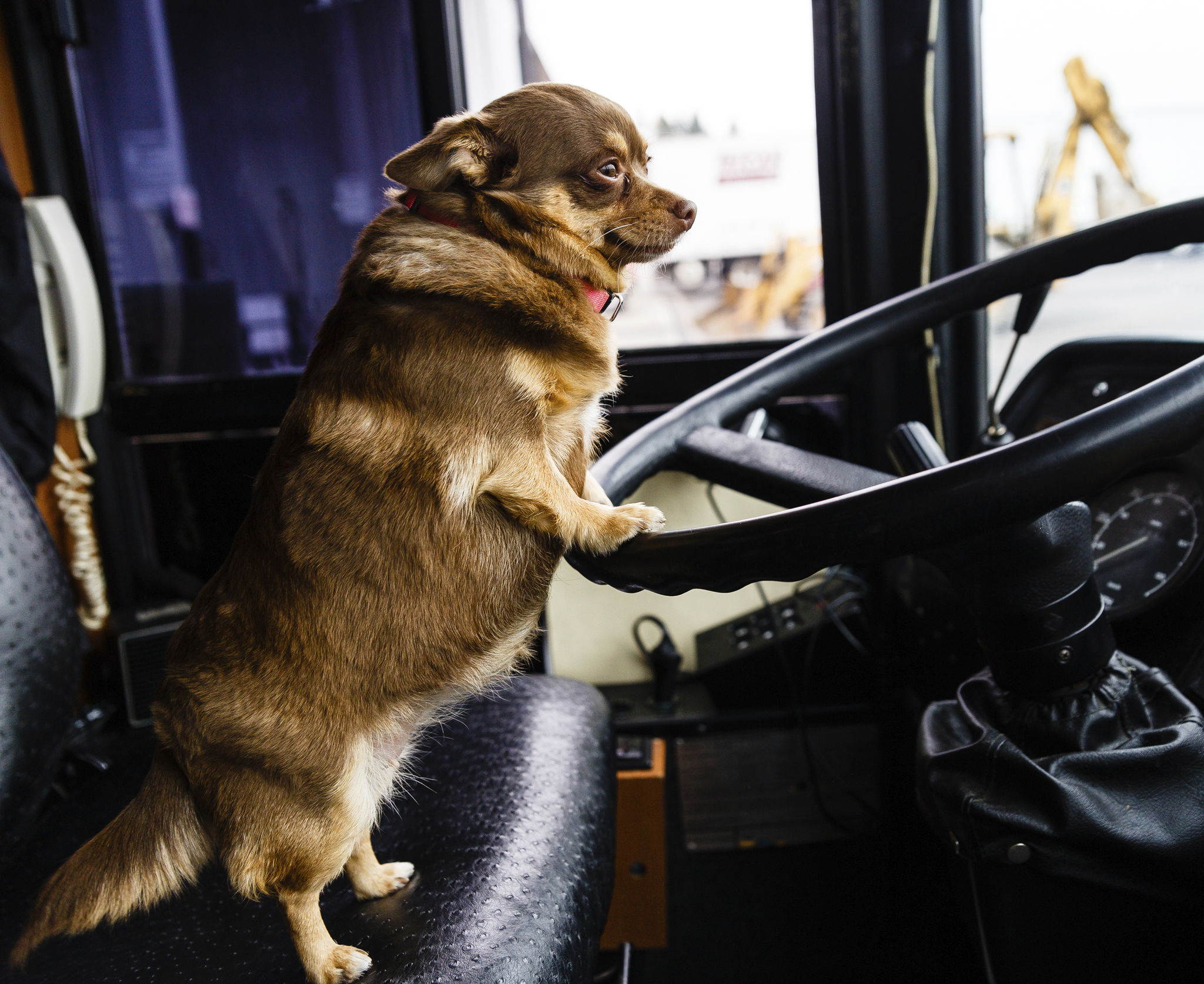 dog on bus