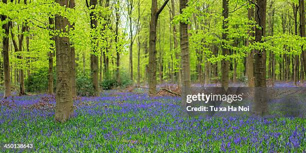 english bluebells - micheldever forest stock pictures, royalty-free photos & images