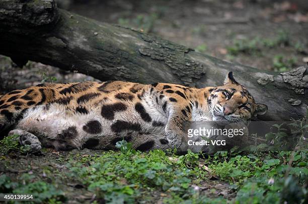 Nearly 30-year-old clouded leopard lies in its enclosure at Chengdu zoo on June 5, 2014 in Sichuan province of China.