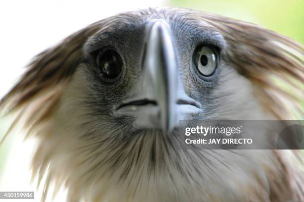 Gerlie, a Philippine eagle, is seen in a government wildlife centre in Manila on June 6 as the government celebrates the 16th Philippine Eagle Week...