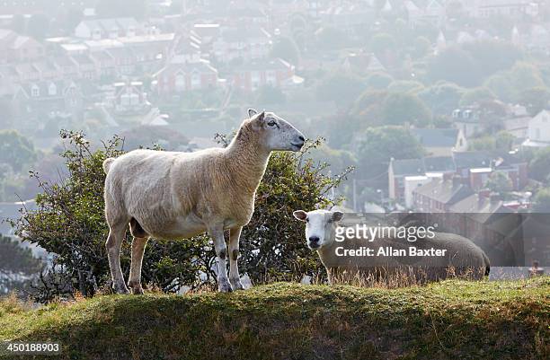 sheep on hillside with town - ilfracombe stock pictures, royalty-free photos & images
