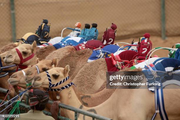 Camel Racing Service Camel Jockey Photos and Premium High Res Pictures - Getty Images