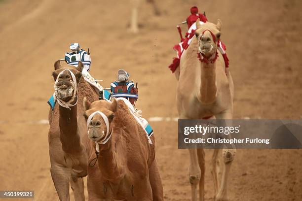 Cama Racing Club Camel Racing Photos and Premium High Res Pictures - Getty Images