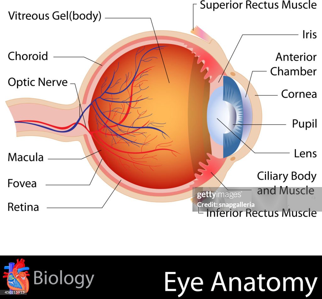 Anatomy of Eye