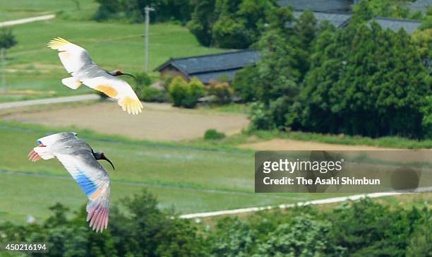 Japanese Crested Ibis fly on June 6, 2014 in Sado, Niigata, Japan. The crest ibis, whose scientific name is Nipponia Nippon, have been artificially...