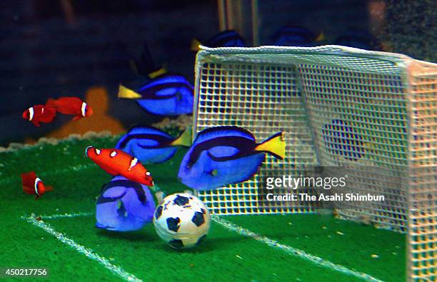 Samurai Blue' surgeonfish take possession of a ball during an aquatic soccer match at Yokohama Hakkeijima Seaparadise on June 7, 2014 in Yokohama,...