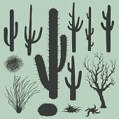 Vector illustration of desert plants