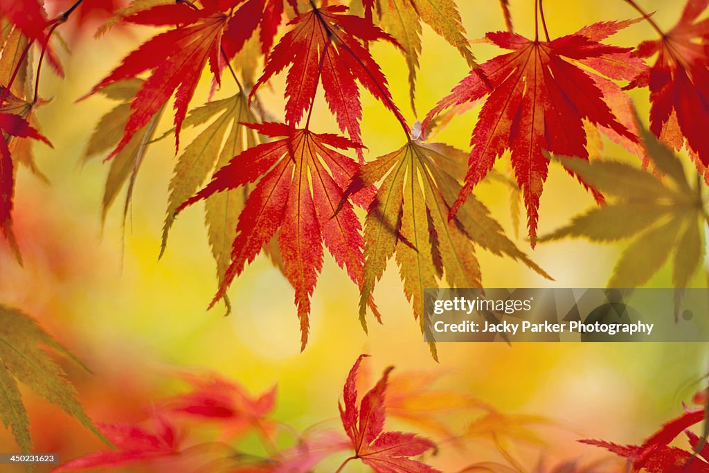 Japanese Maple Leaves