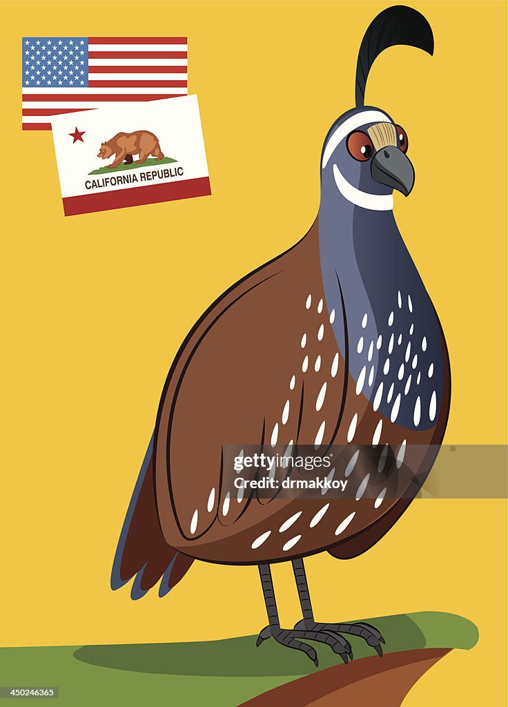 California Quail
