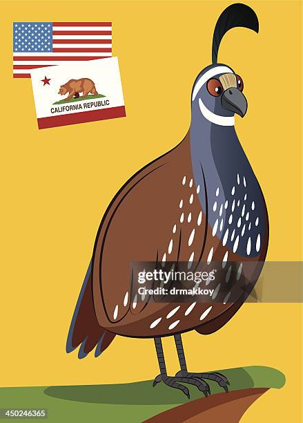 california quail - quail bird stock illustrations