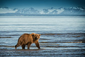 Alaska Brown Bear walking on beach.