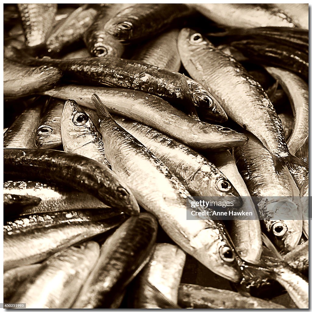 Sardines