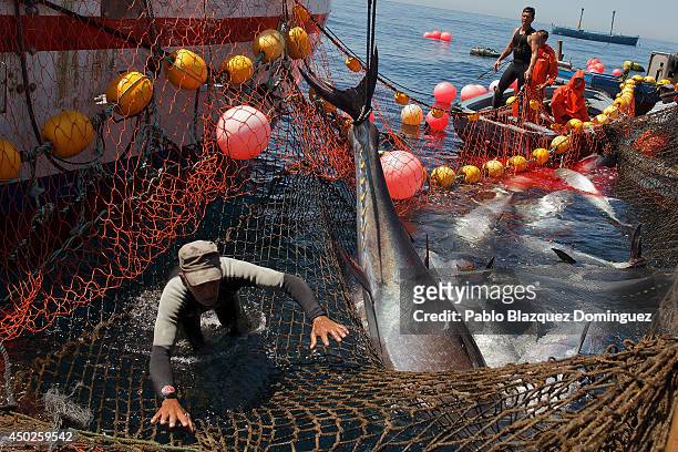 Fisherman jumps off to avoid being hit by a bluefin tuna as it is lift during the end of the Almadraba tuna fishing season on June 3, 2014 near the...