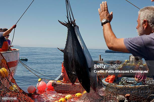 Fishermen lift bluefin tunas from the water to a boat during the end of the Almadraba tuna fishing season on June 3, 2014 near the Barbate coast, in...