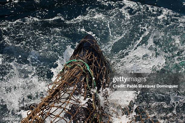 Bluefin tuna gets trapped on a fishers' net during the end of the Almadraba tuna fishing season on June 3, 2014 near the Barbate coast, in Cadiz...