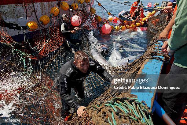 Fisherman climbs the nets on to the boat as they fish bluefin tunas during the end of the Almadraba tuna fishing season on June 3, 2014 near the...