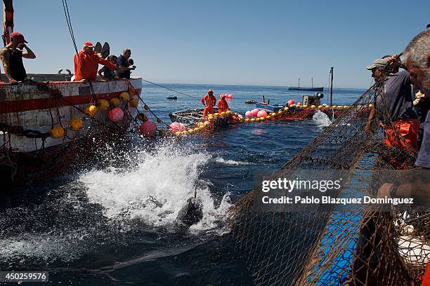 Bluefin tuna tries to escape from fishers' nets during the end of the Almadraba tuna fishing season on June 3, 2014 near the Barbate coast, in Cadiz...