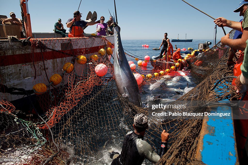 Traditional Blue Fin Tuna Fishing Off The Coast Of Spain