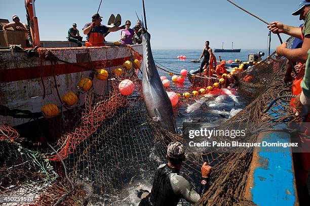 Fishermen lift a bluefin tuna from the water to a boat during the end of the Almadraba tuna fishing season on June 3, 2014 near the Barbate coast, in...