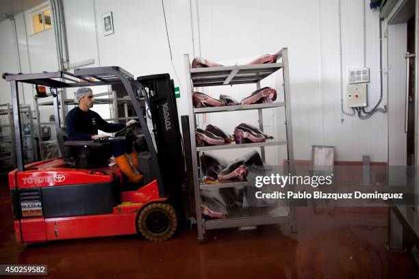 An employee carries a shelves with bluefin tuna pieces into a room that will froze them at minus 60 degrees Celsius of temperature in a fish plant...