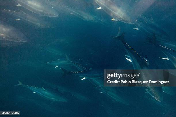 Bluefin tunas are seen swimming around the fishermen's nets during the end of the Almadraba tuna fishing season on June 3, 2014 near the Barbate...