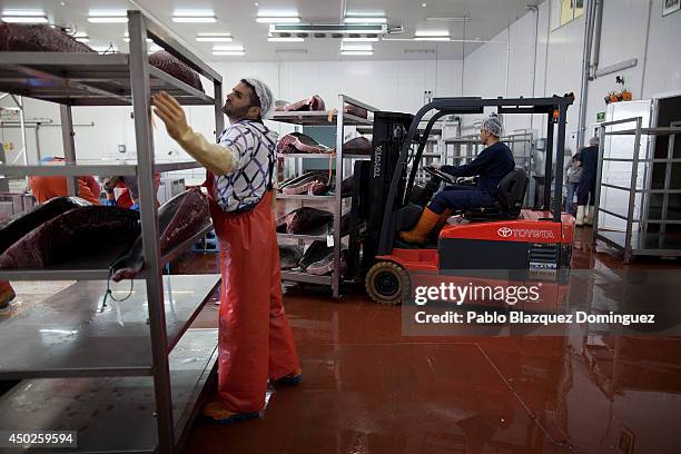 Employees prepare bluefin tuna pieces in a fish plant to be stored and frozen at minus 60 degrees Celsius of temperature during the end of the...