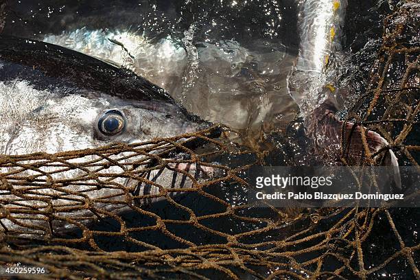 Bluefin tunas get trapped on fishers' nets during the end of the Almadraba tuna fishing season on June 3, 2014 near the Barbate coast, in Cadiz...